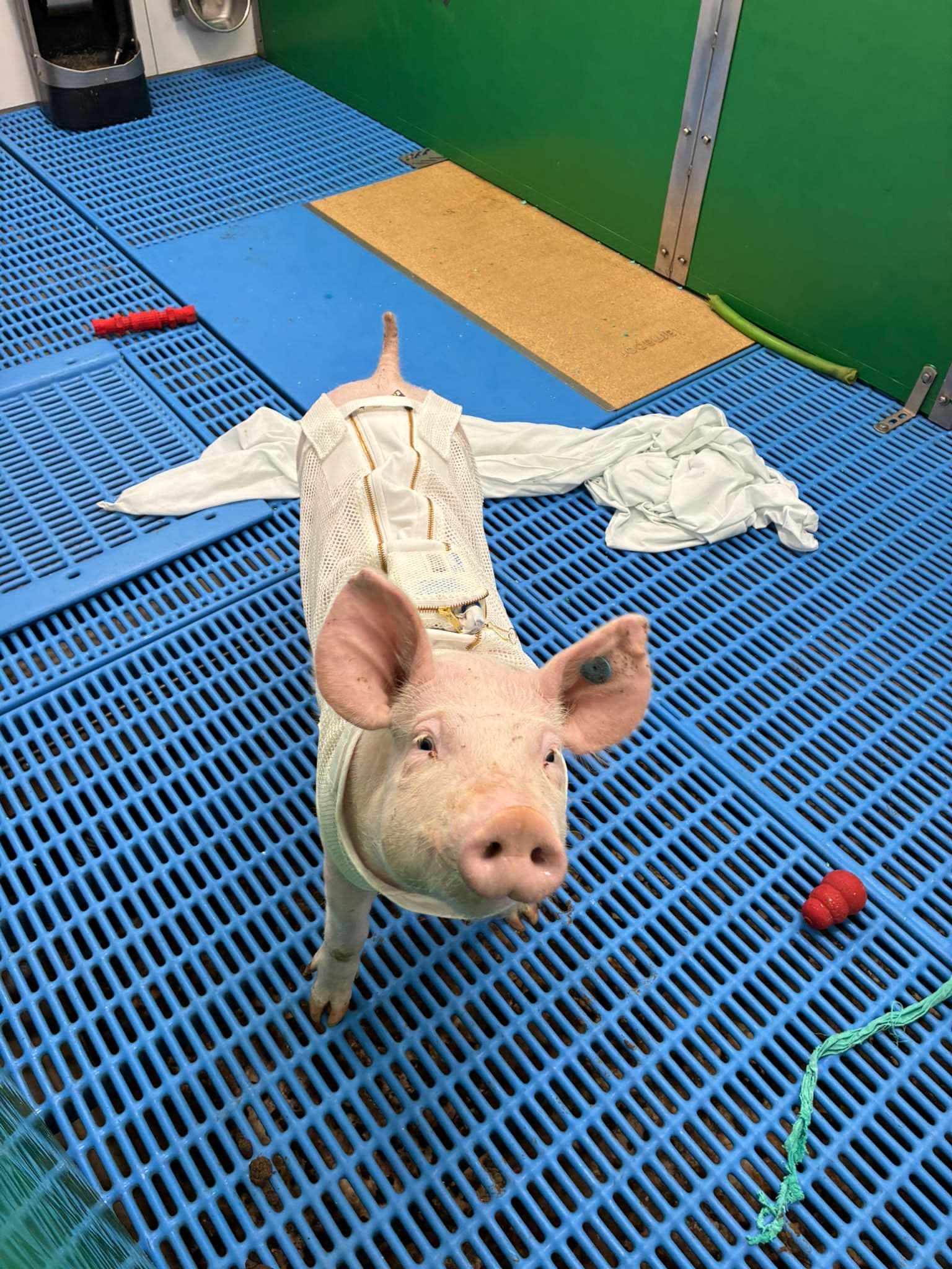 Pigs photo