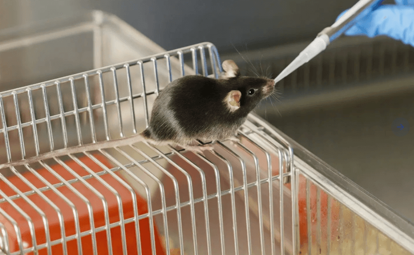 Mice photo