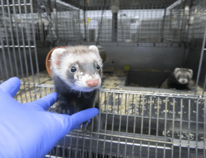 Small mammals photo