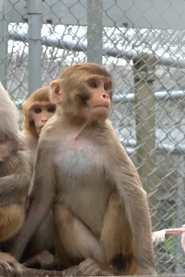 Monkeys photo